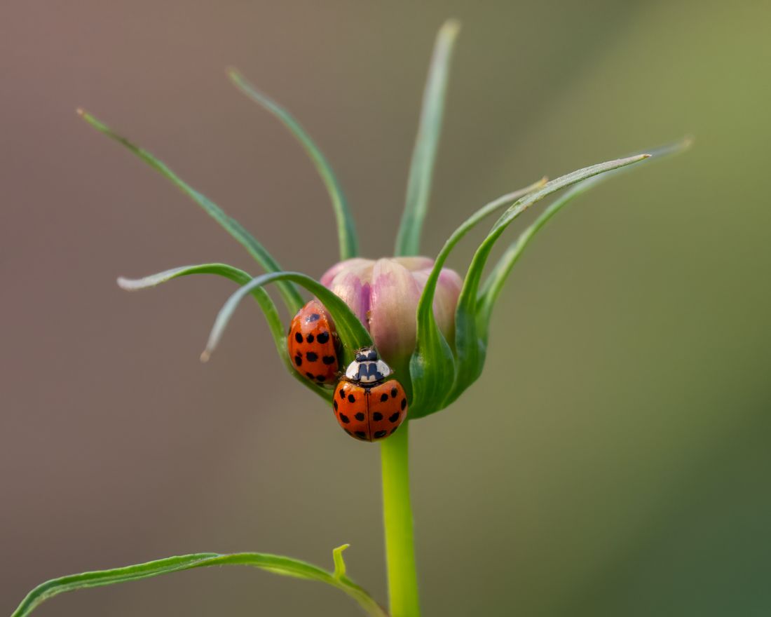 Coccinelle et syrphe sur des fleurs au milieu d'un potager fleuri