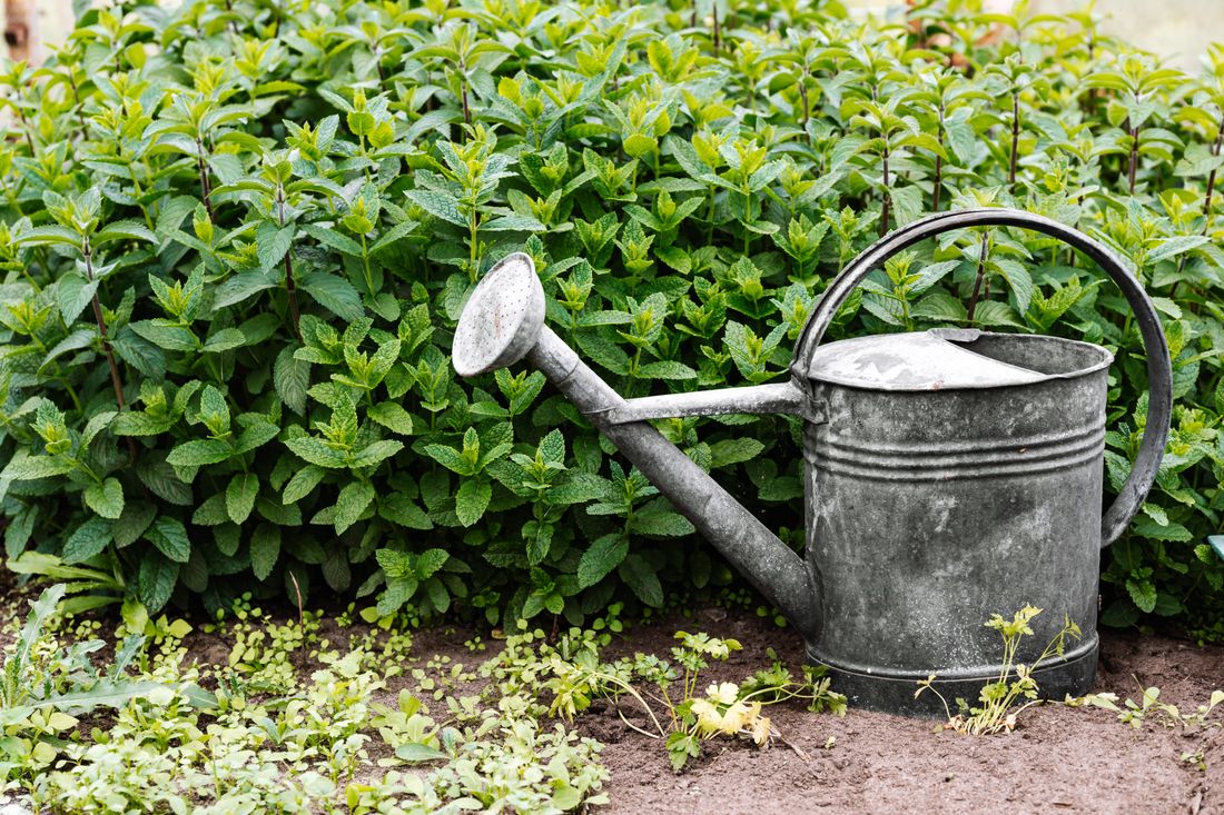 Arrosoir versant de l'eau au pied d'un plant de légume dans un potager