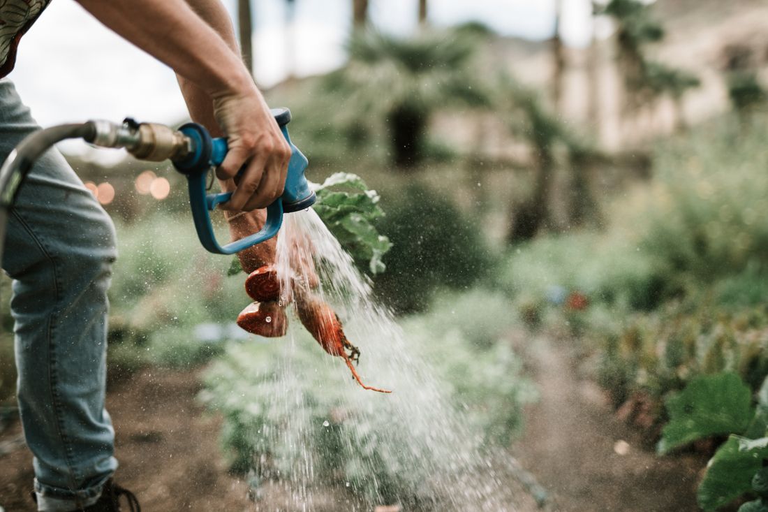 Arrosage au pied des légumes dans un potager en été