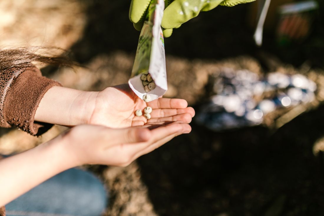 Jeunes plants de légumes semés en godets prêts à être plantés au potager
