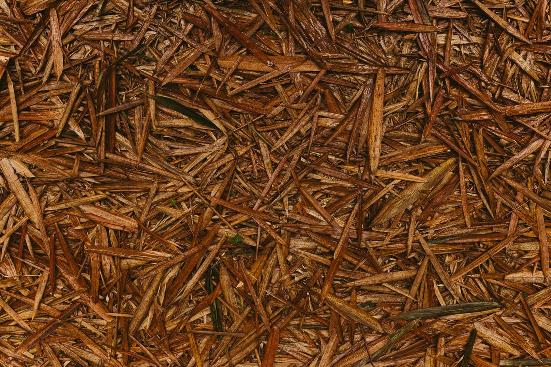 Planche de potager couverte de paillis de paille autour des légumes