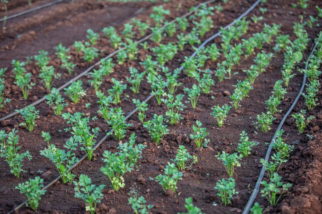 Jeunes plants de légumes espacés sur une planche de potager