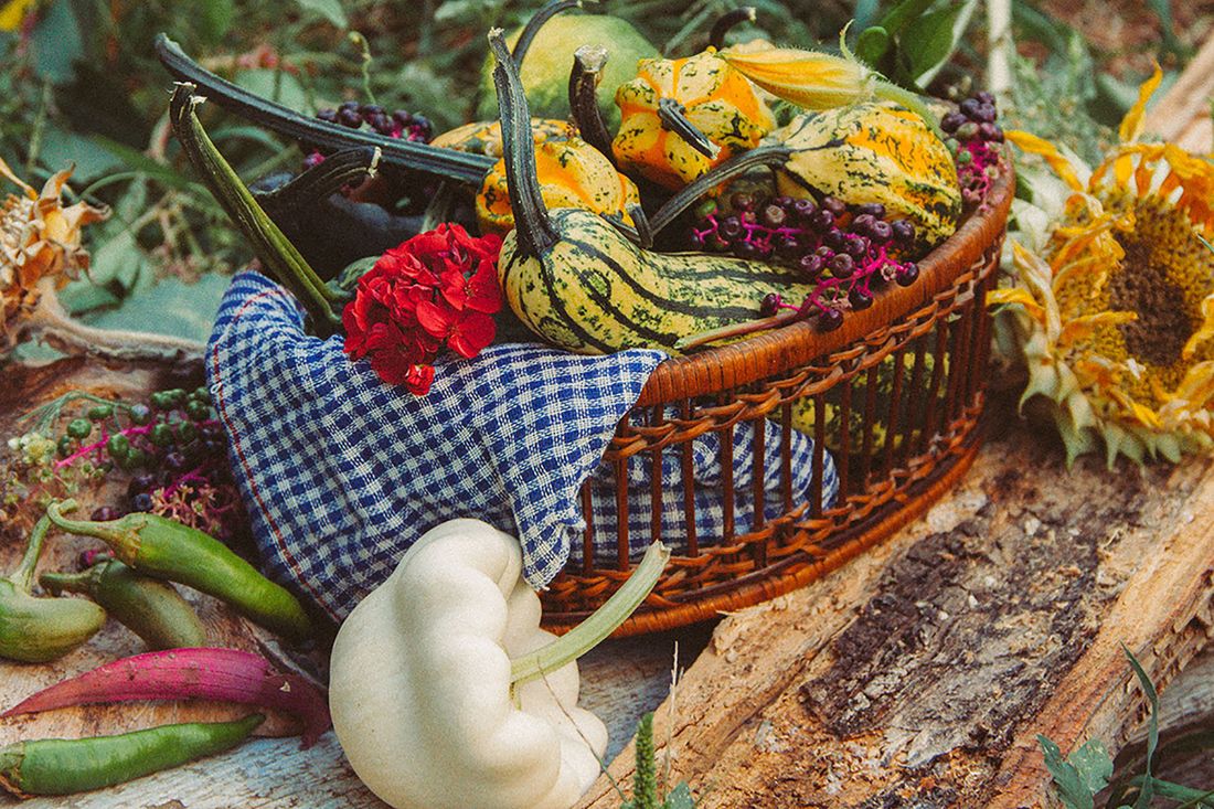 Panier de légumes fraîchement récoltés au potager