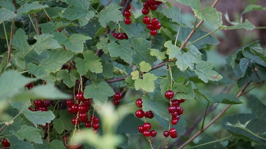 Grappes de groseilles rouges et de cassis mûrs sur l'arbuste au jardin