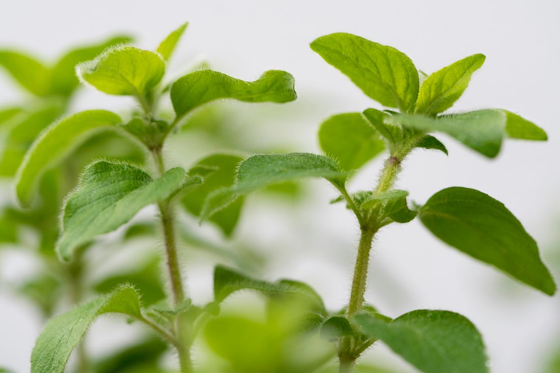 Rubrique Aromatiques