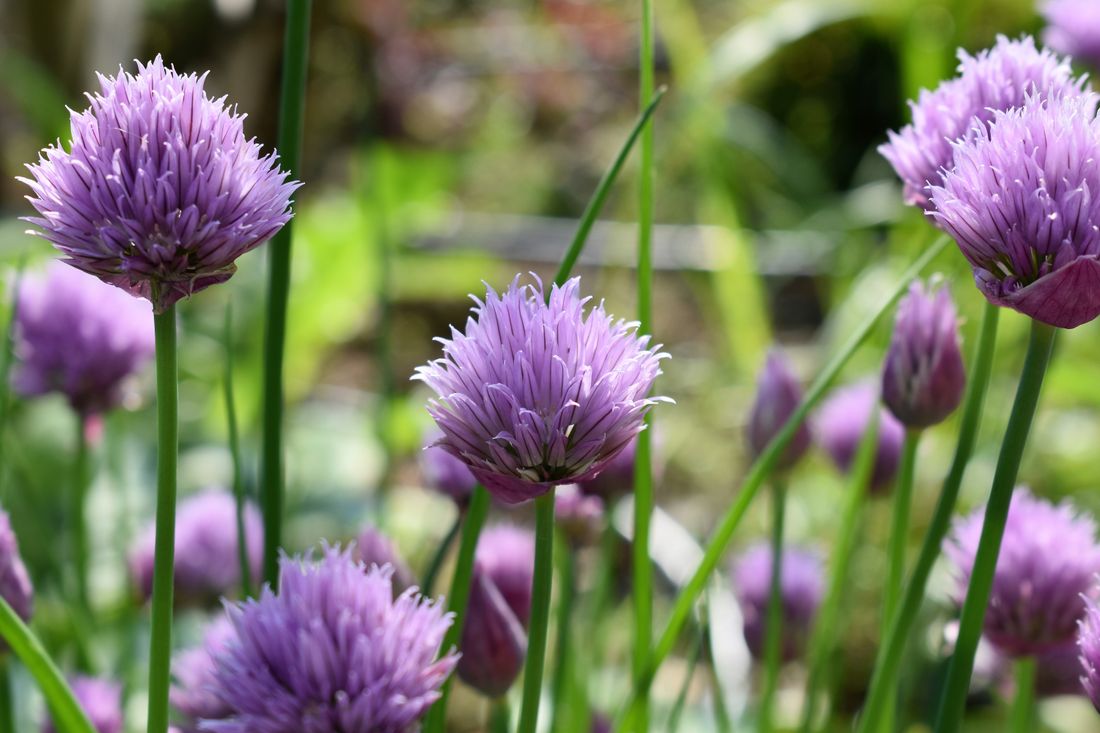 Touffe de ciboulette avec ses fleurs roses au potager