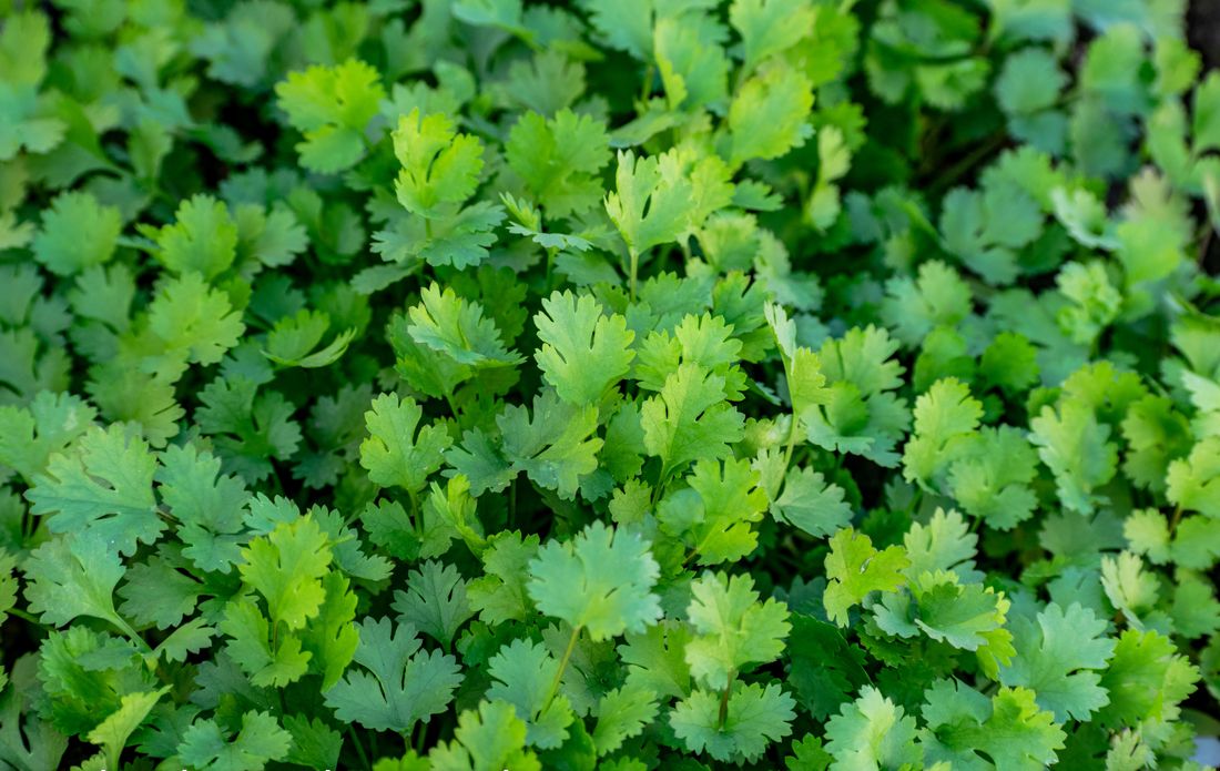 Jeunes plants de coriandre aux feuilles découpées dans une planche du potager