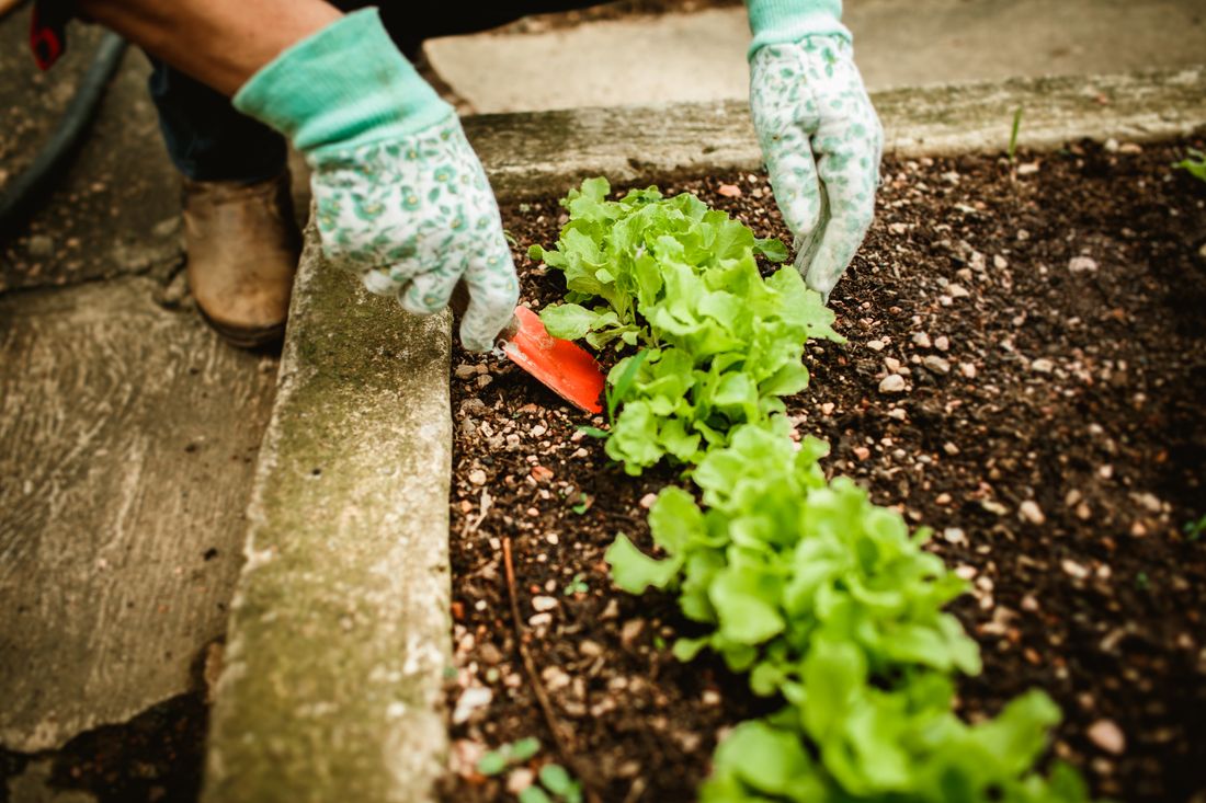 Rangs de laitues pommées vertes au potager