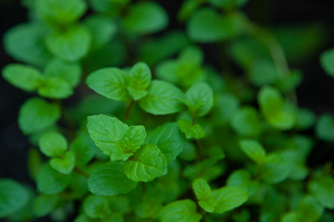 Touffe de menthe au feuillage vert vif en pot