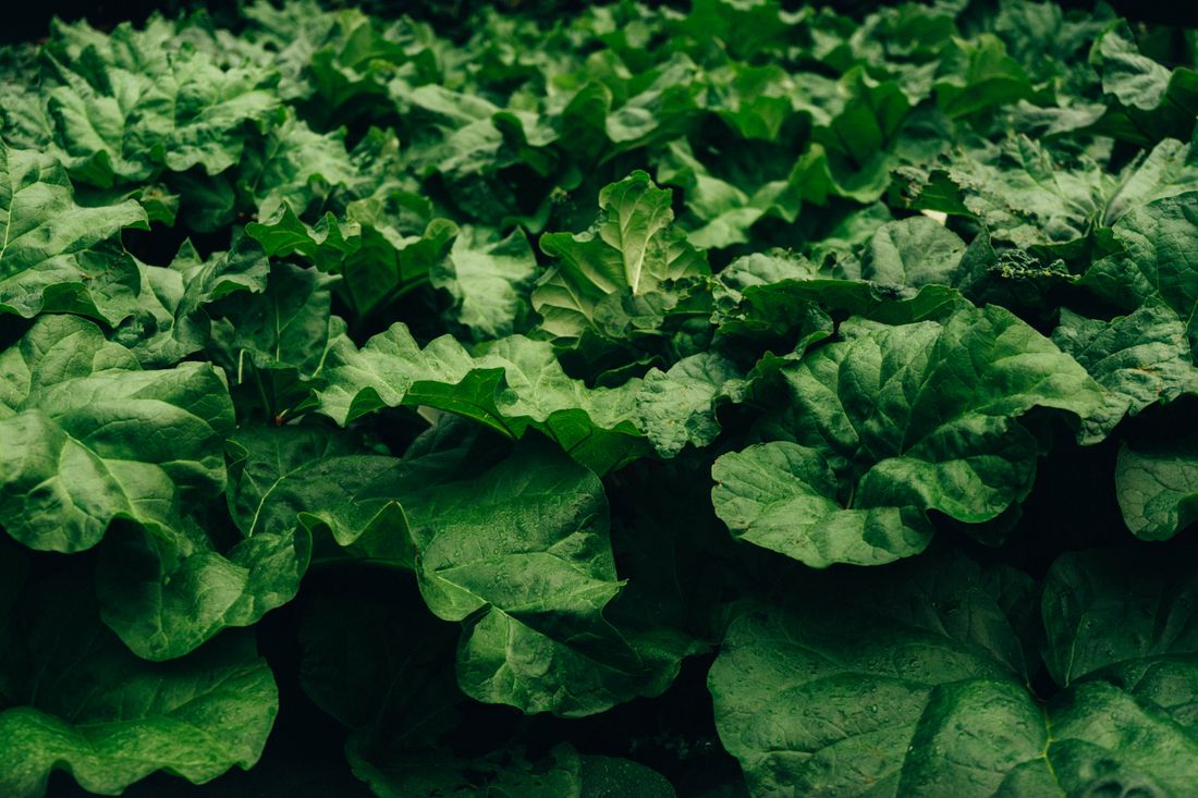 Touffe de rhubarbe aux larges feuilles et pétioles rouges au potager