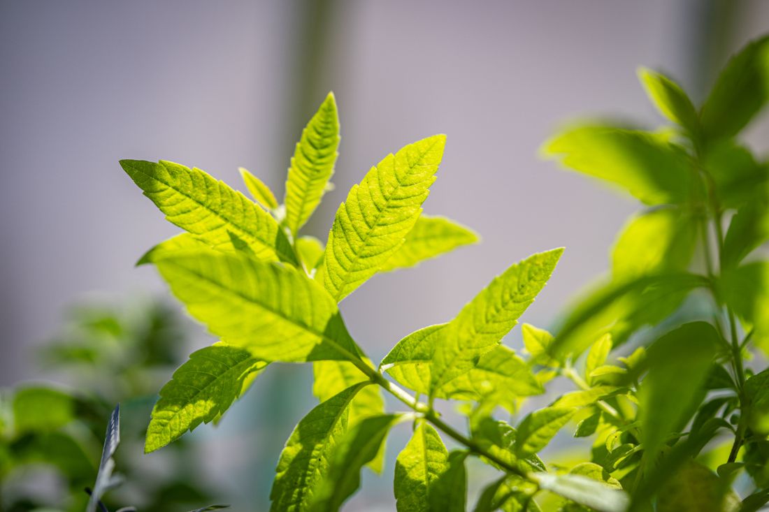 Feuilles de verveine citronnelle au jardin