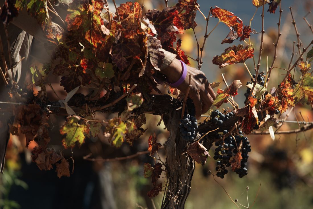 Grappes de raisin mûr sur pied de vigne