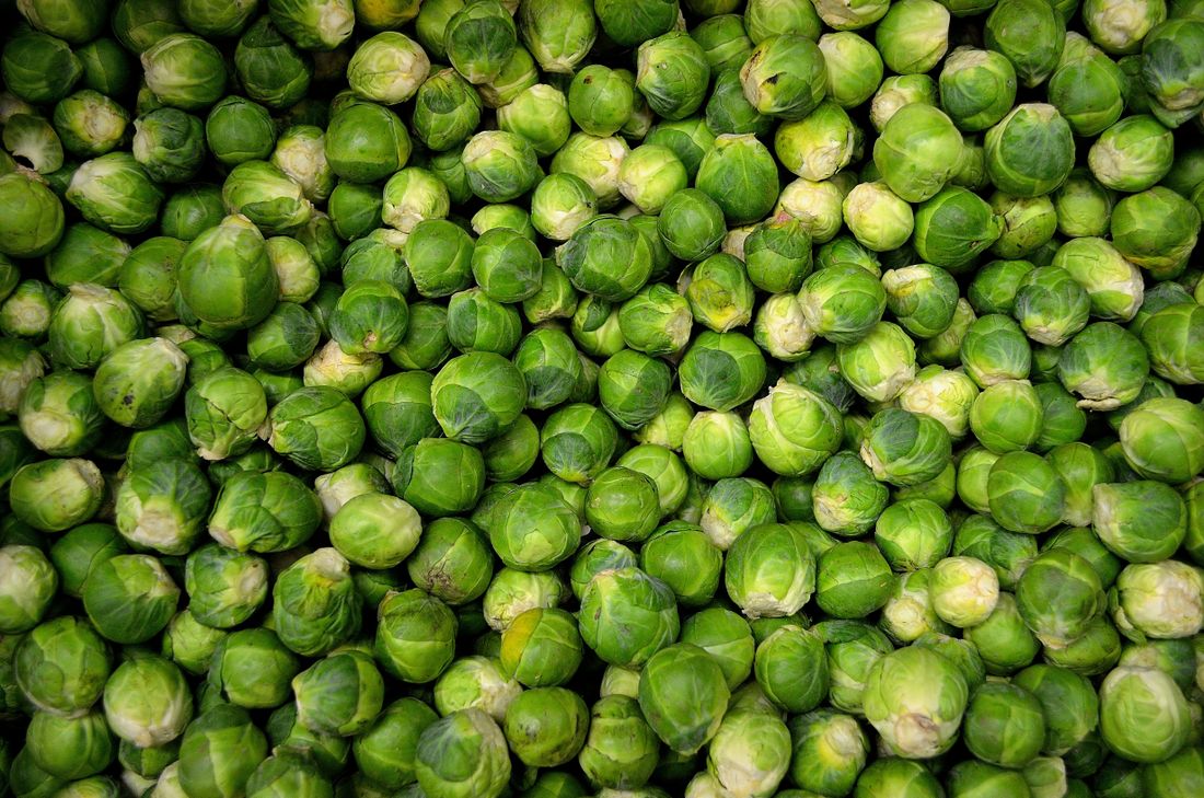 Tige de choux de Bruxelles au potager en hiver