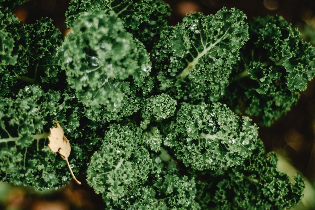 Feuilles frisées de chou kale au potager