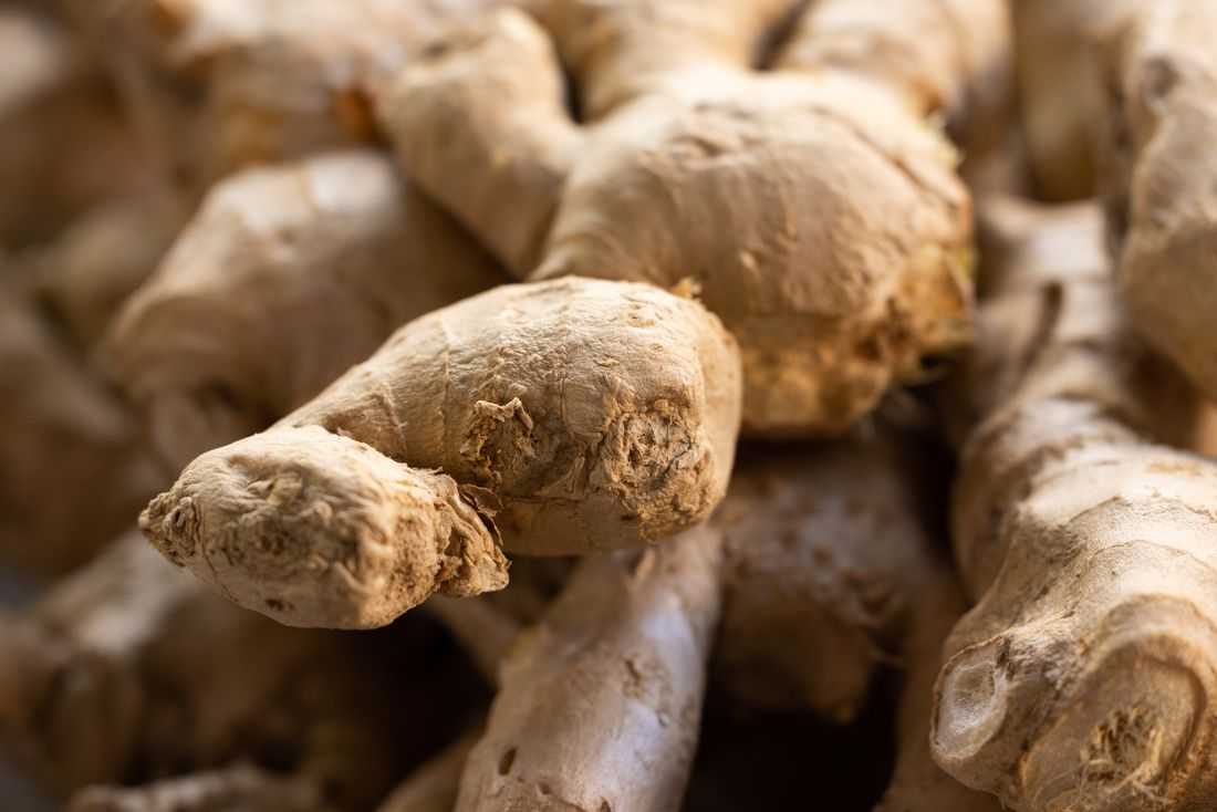 Rhizome de gingembre frais prêt à planter