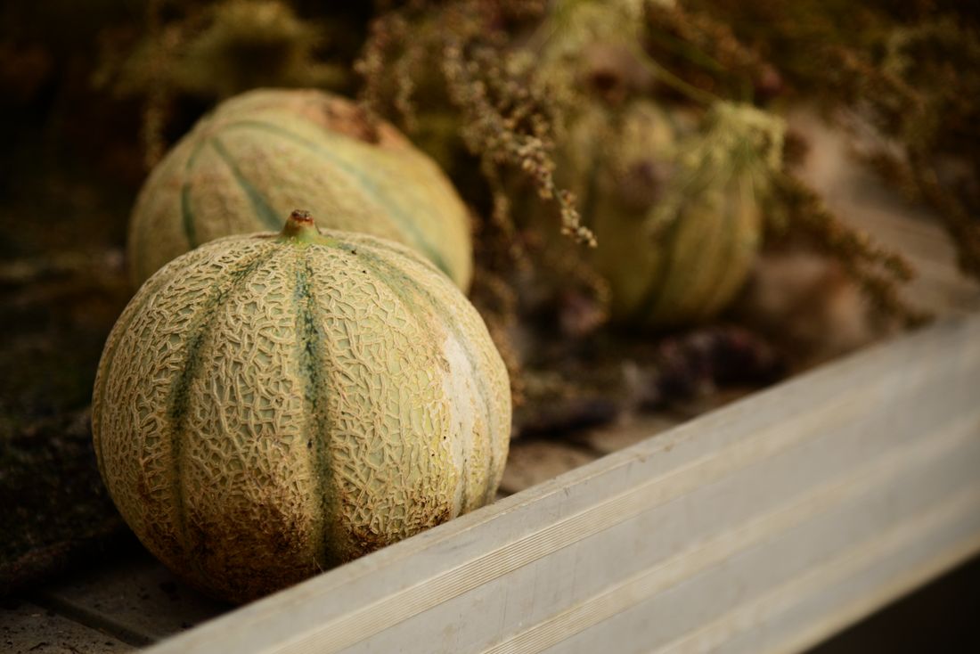 Melon mûr posé sur un paillage au potager, feuillage vert autour