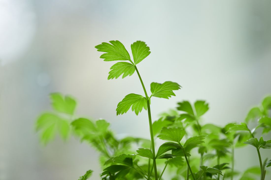 Touffe de persil plat bien vert au potager