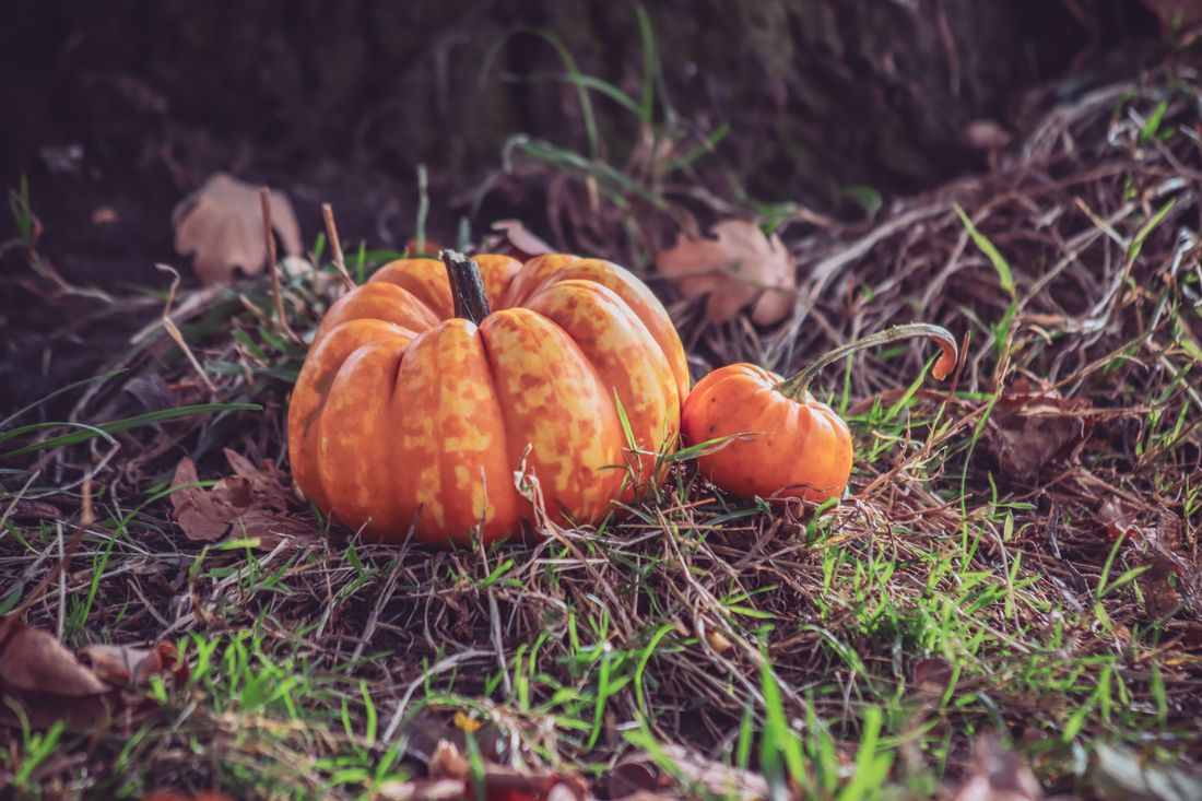 Potimarrons orange mûrs posés sur la paille au potager
