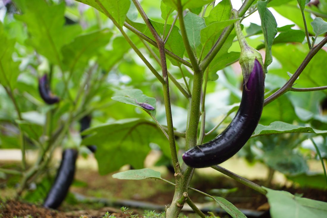 Aubergines violettes brillantes sur le plant au potager d'été