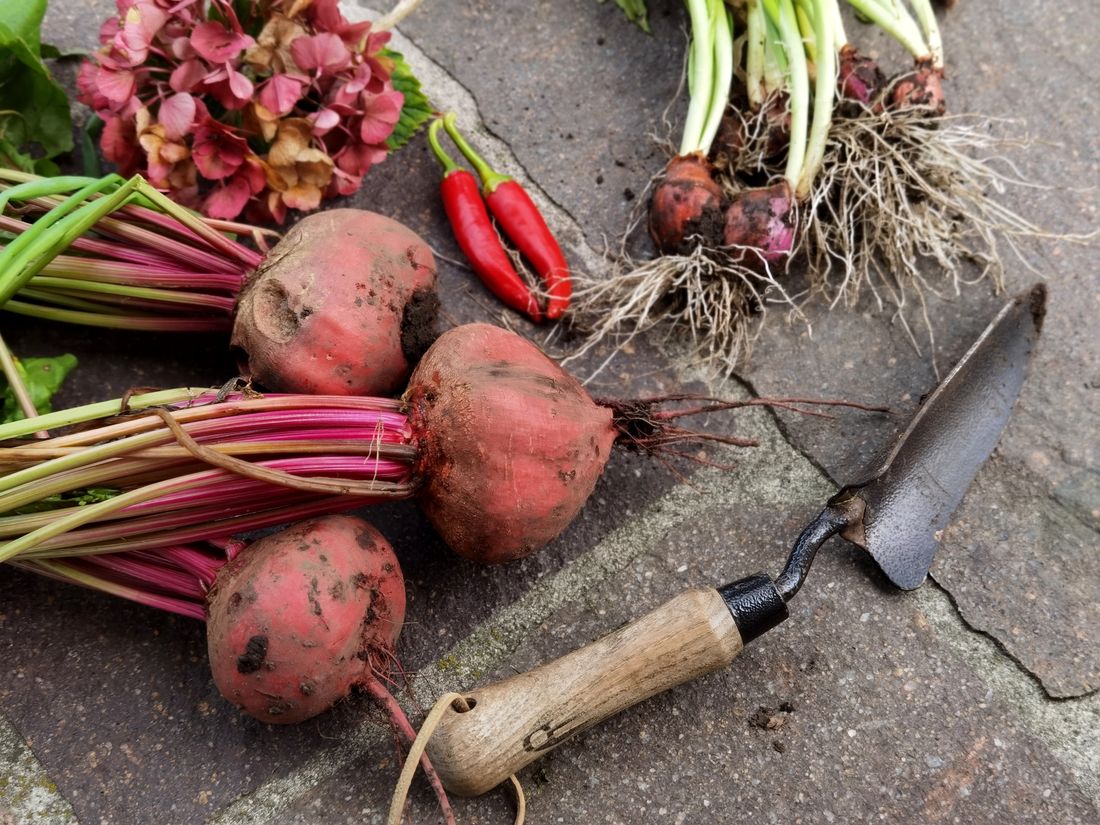 Betteraves rouges récoltées avec leurs feuilles au potager