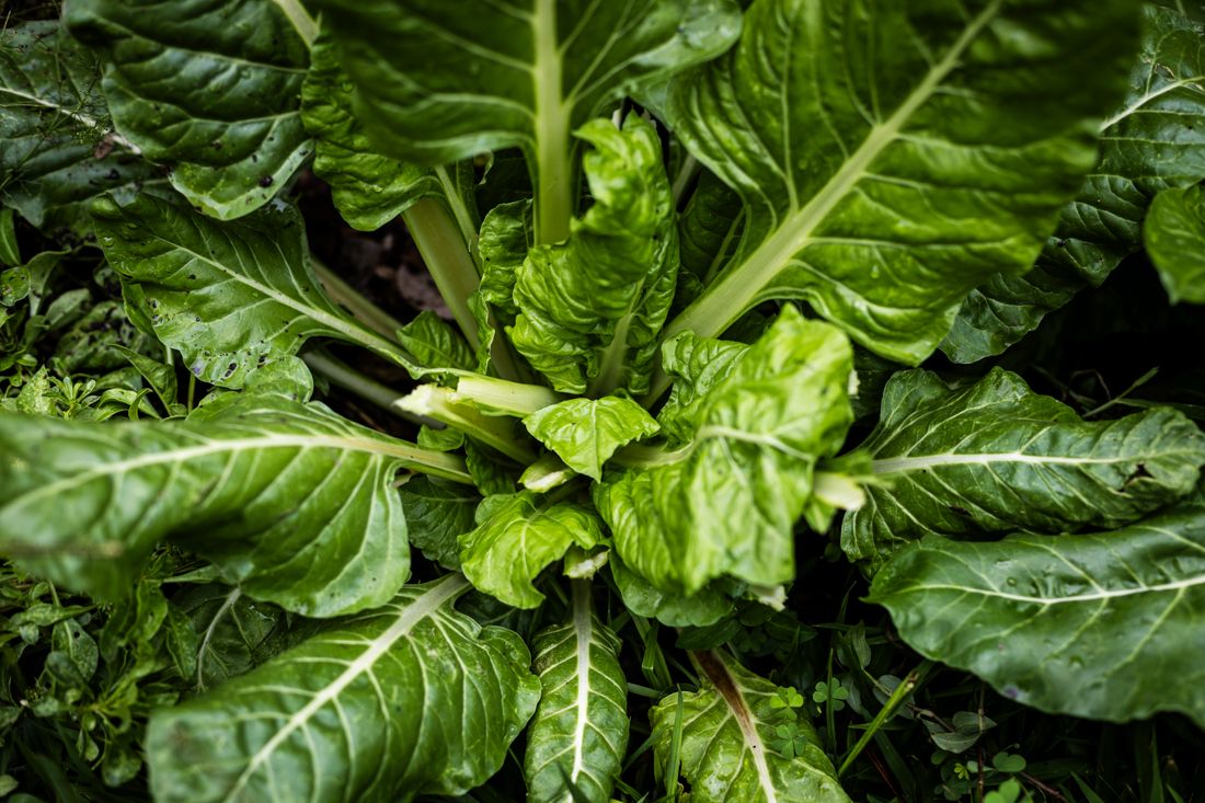 Pieds de blettes aux côtes colorées au potager d'été
