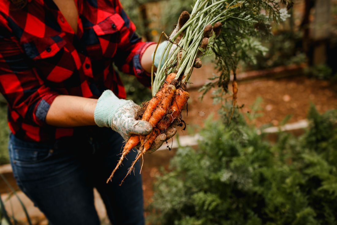 Carottes fraîchement récoltées avec leur fane verte au potager