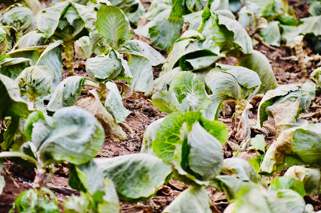 Choux pommés et brocolis en rangs au potager d'automne