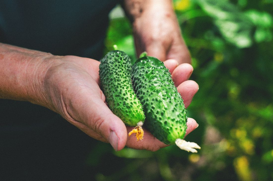 Concombres verts pendant sur un treillis au potager
