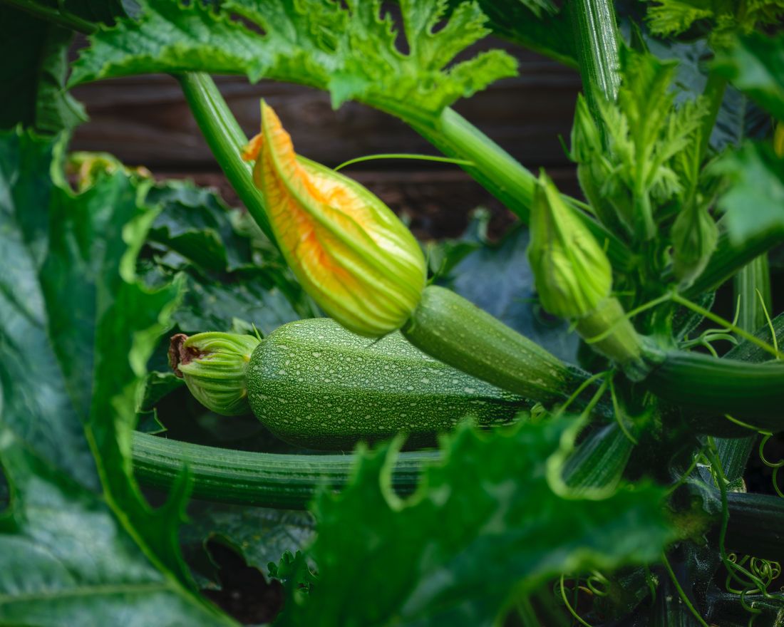 Pied de courgette avec fleur jaune et jeune fruit au potager