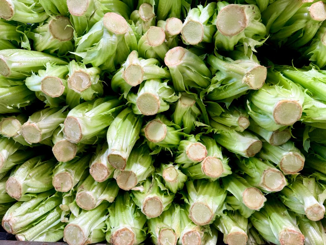Endives blanches (chicons) récoltées après forçage