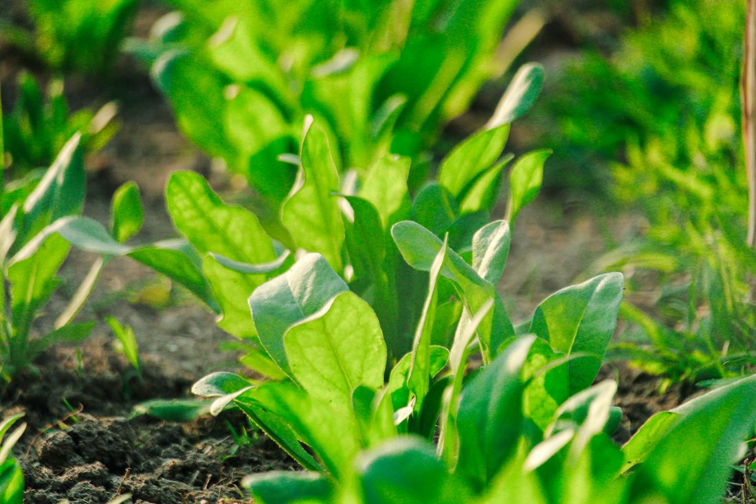Jeunes feuilles d'épinard vert tendre au potager