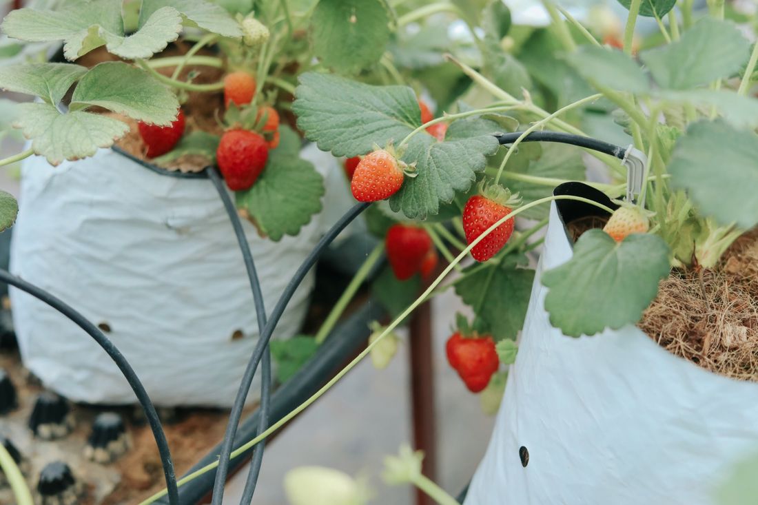 Fraisiers chargés de fraises rouges mûres sur un paillage de paille