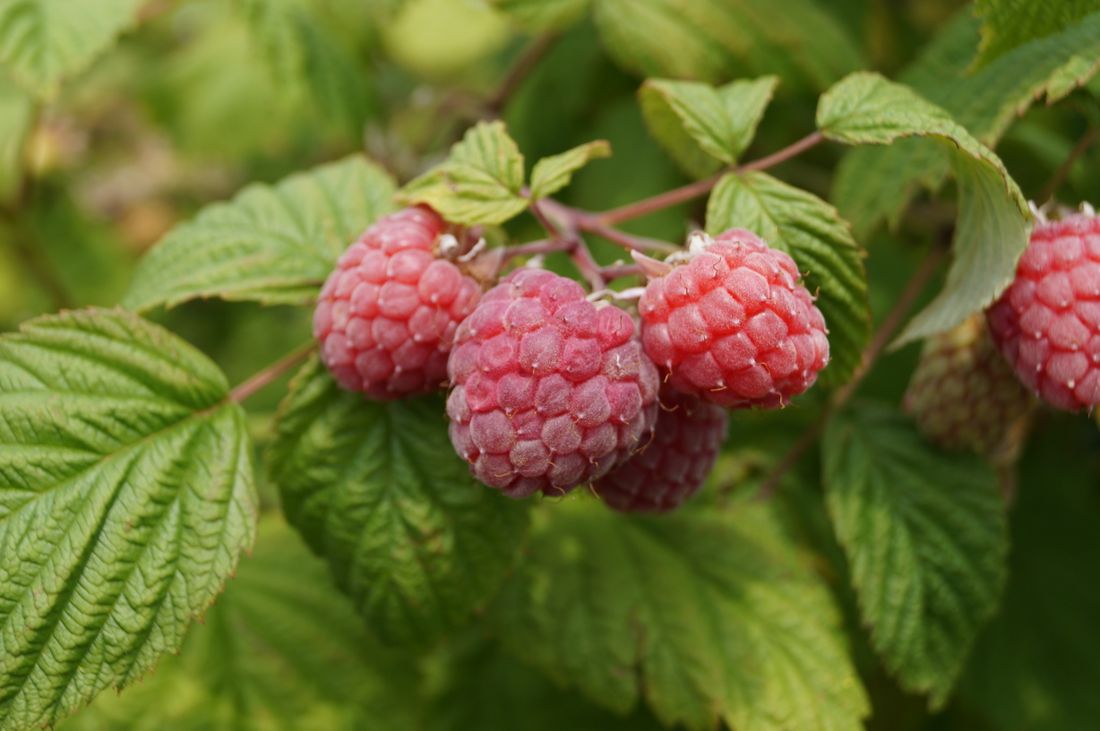 Cannes de framboisier palissées chargées de framboises rouges mûres