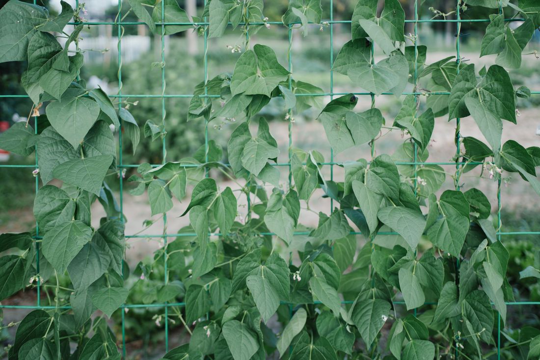 Gousses de haricots verts sur le plant prêtes à être récoltées