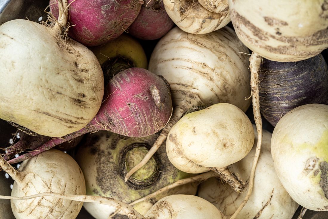 Navets fraîchement récoltés avec leurs fanes au potager