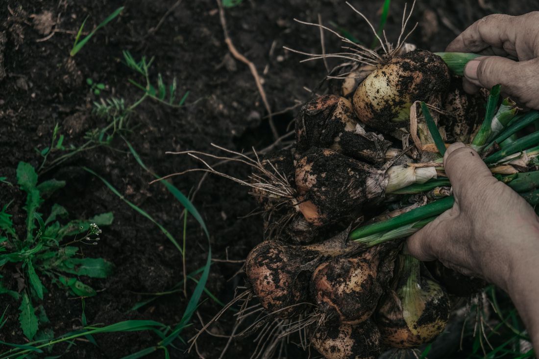 Oignons récoltés en train de sécher au potager