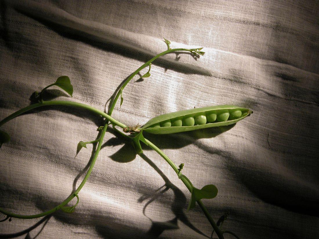 Gousses de petits pois vertes sur leur plant grimpant au potager