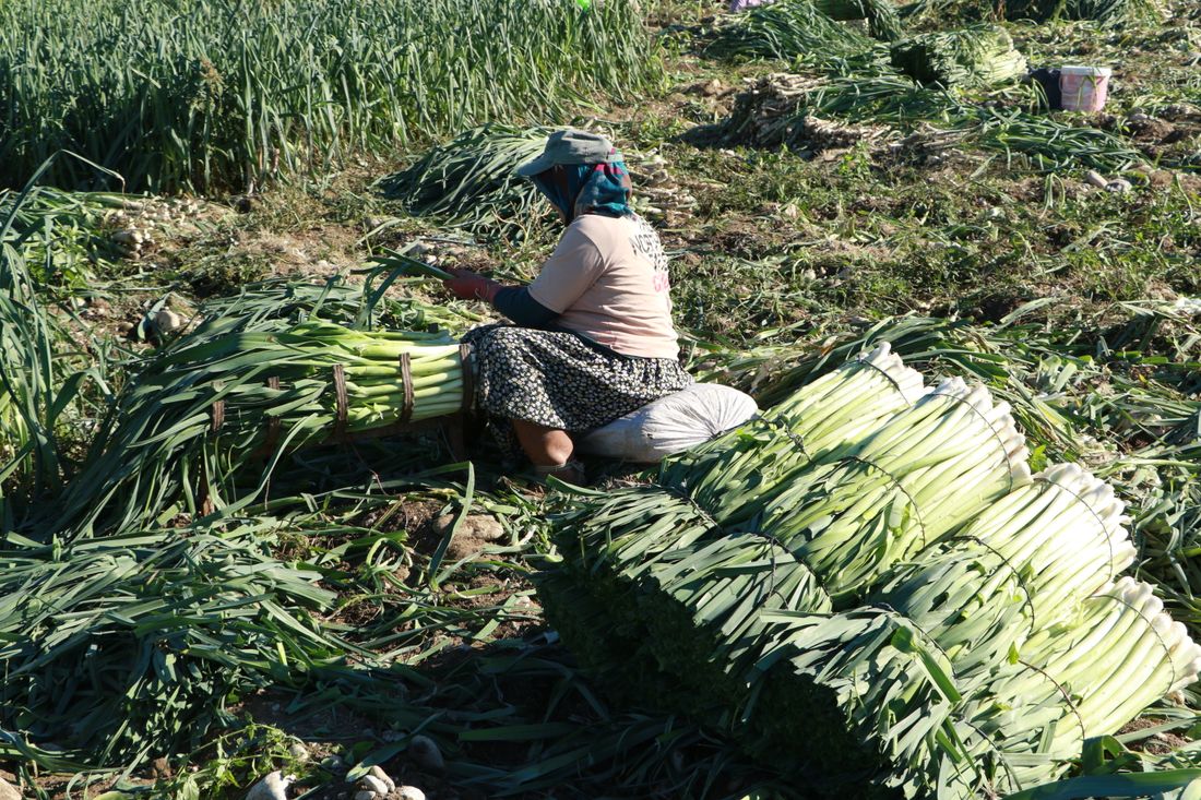 Rang de poireaux aux longs fûts blancs au potager d'hiver