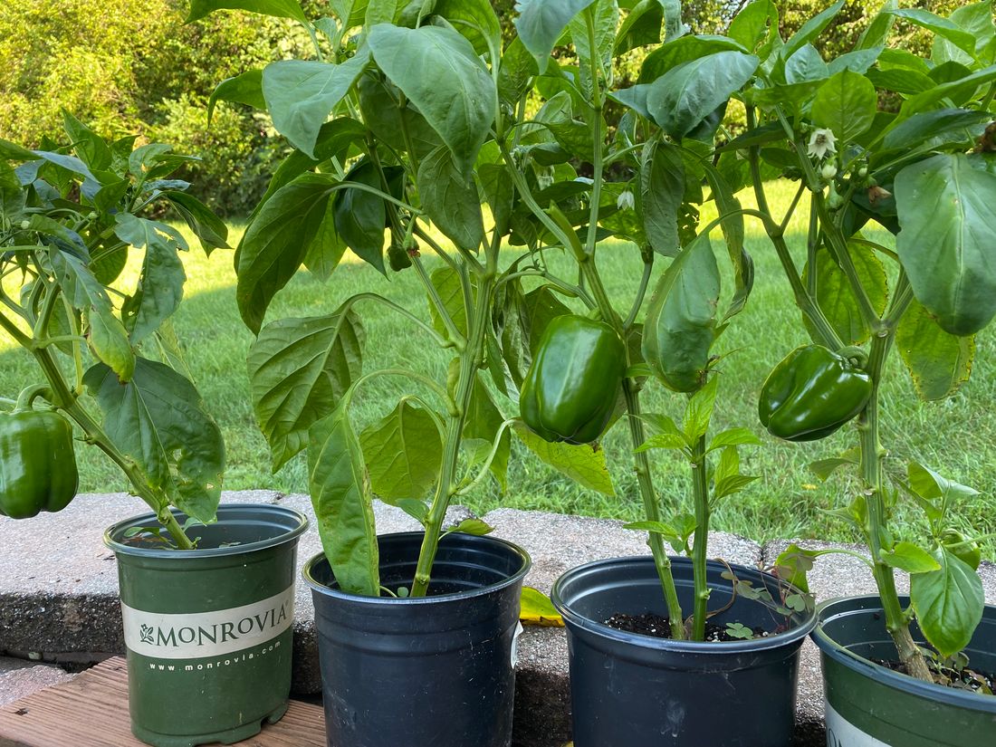 Poivrons rouges, jaunes et verts sur le plant au potager