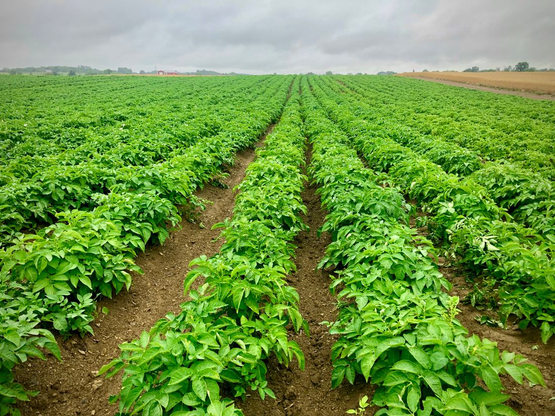 Récolte de pommes de terre fraîchement déterrées au potager