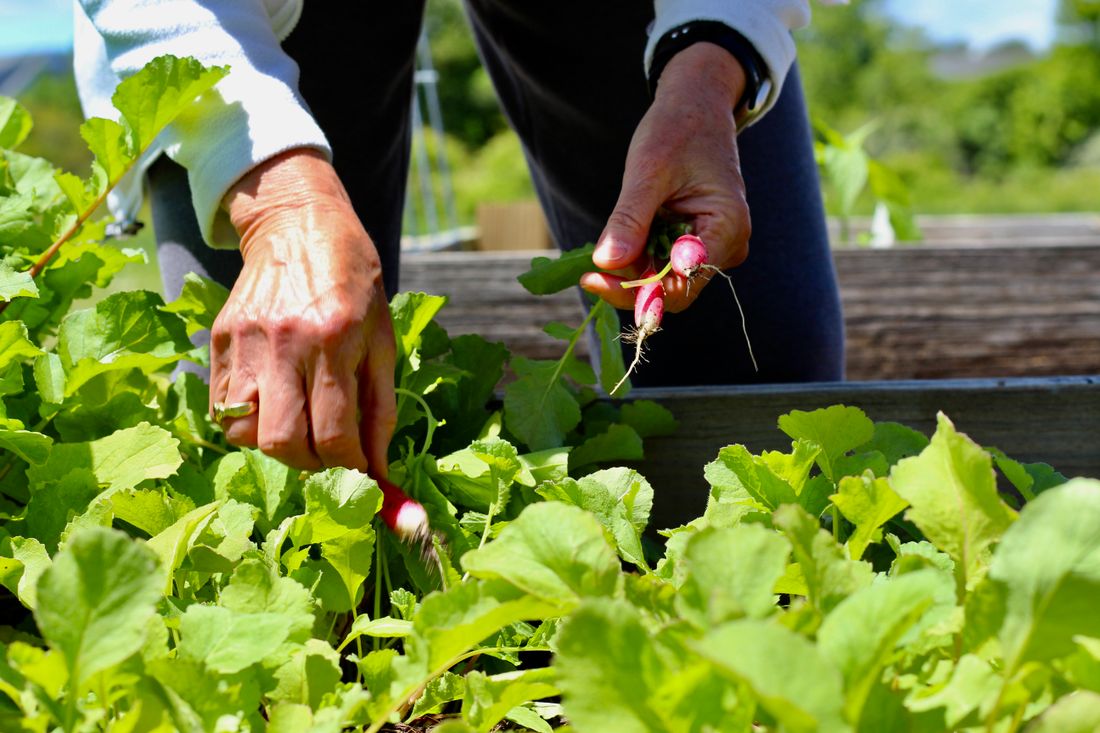 Bouquet de radis rouges fraîchement récoltés avec leurs fanes