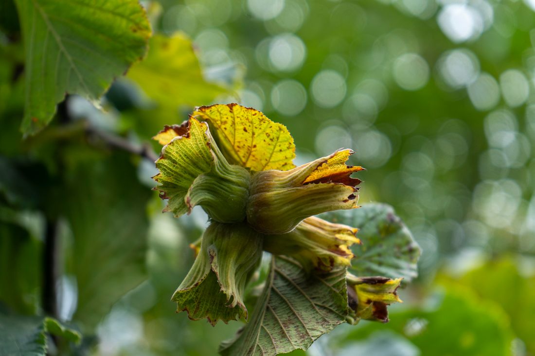 Noisettes sur une branche de noisetier