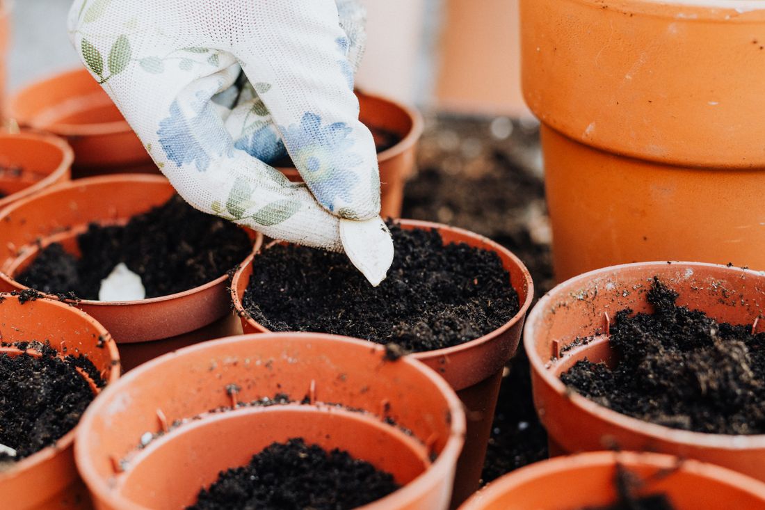 Débutant préparant une petite planche de potager ensoleillée au printemps