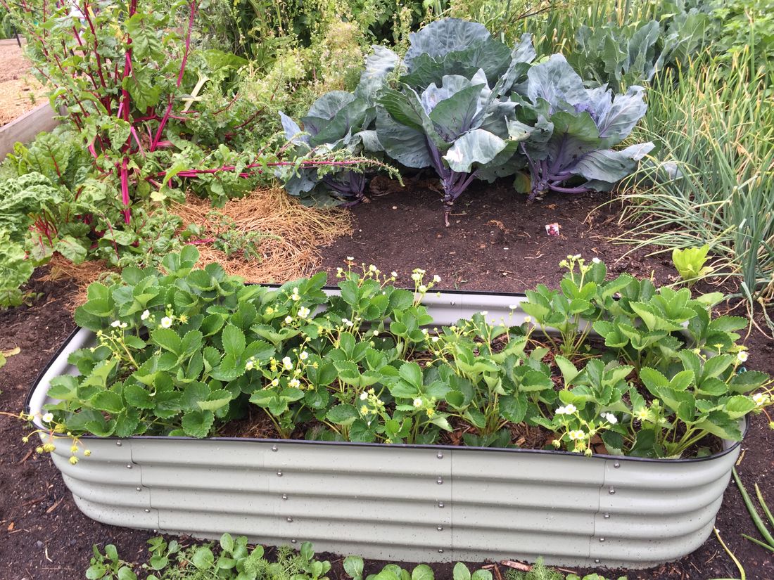 Potager en carrés surélevé divisé en cases avec jeunes plants