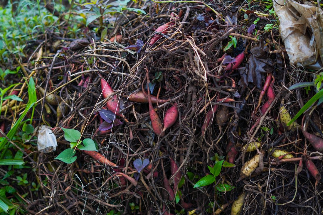 Compost en décomposition avec déchets de jardin et terre riche