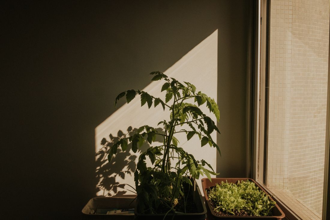 Balcon urbain garni de pots de tomates, salades et aromatiques au soleil
