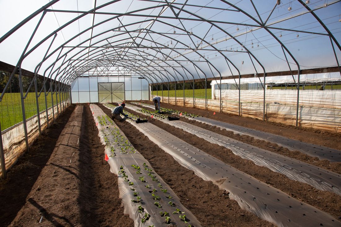Plan de potager divisé en parcelles illustrant la rotation des cultures