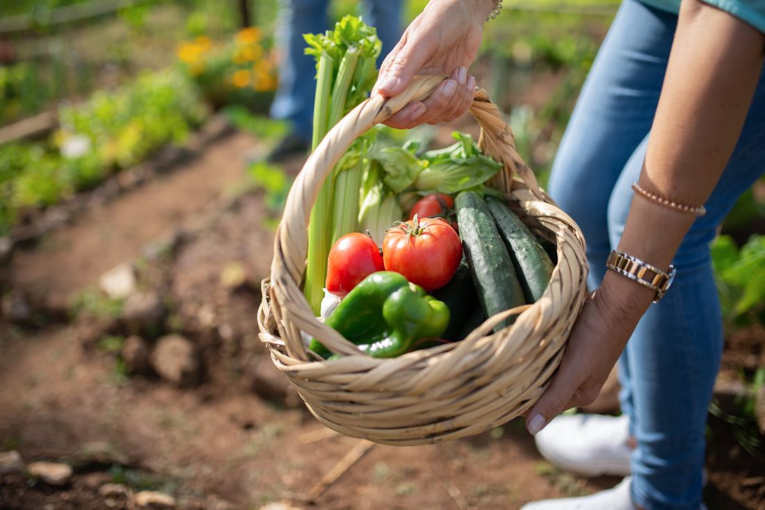 Calendrier du potager illustré avec légumes de saison mois par mois