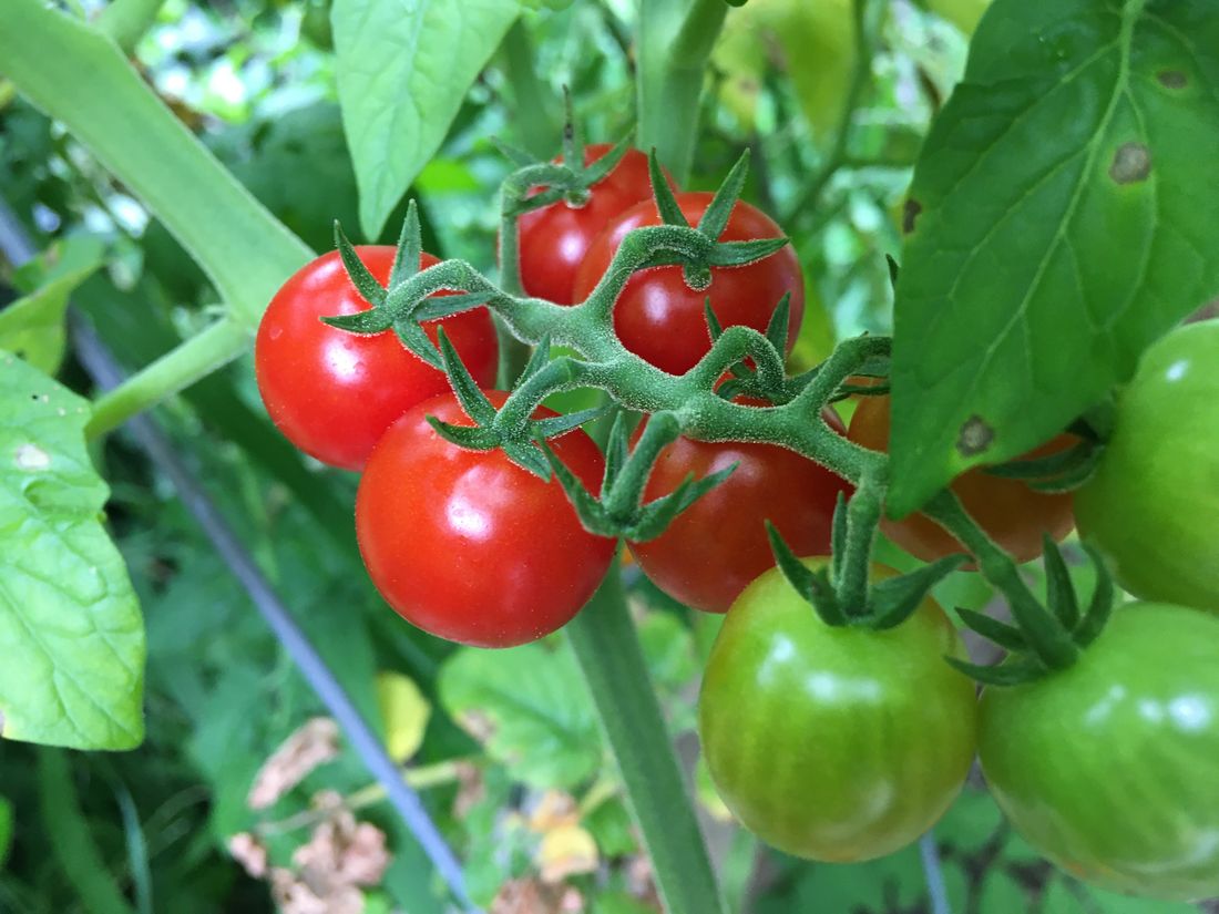 Tomate atteinte de nécrose apicale (cul noir)