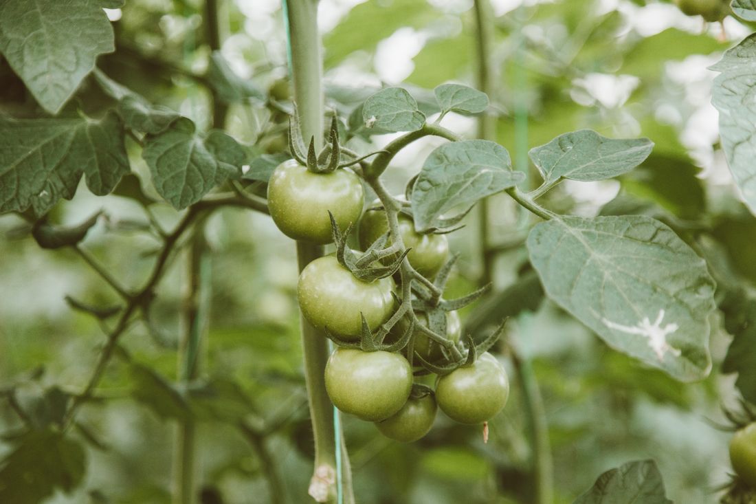 Feuille de tomate atteinte de taches brunes de mildiou